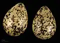 Vejce jespáka bojovného (Calidris pugnax pugnax)