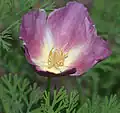 Barevný kultivar 'Purple Gleam'
