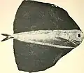 Pražma plachtoploutvá (Pteraclis velifera)