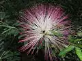 Květenství Calliandra brevipes