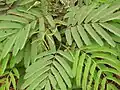 Bohatě členěné listy Calliandra inermis