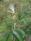 Calliandra viscidula z Brazílie