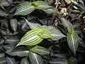 Zdobný druh Callisia elegans