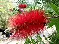Kvetoucí štětkovec Callistemon citrinus