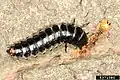 Larva krajníka pižmového požírající housenku bekyně