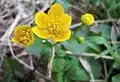 Blatouch bahenní (Caltha palustris)