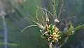 Plody C. flavescens