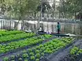Aktuální fotografie chinampas