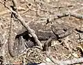 Chameleon obecný v Tunisu