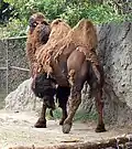 Línající velbloud v zoologické zahradě v Mexiku