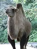 Drabař v Zoologické zahradě v Hamburku v Německu