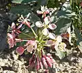 Eremothera boothii, syn. Camissonia boothii