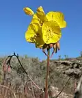 Chylismia brevipes, syn. Camissonia brevipes