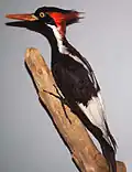 Campephilus principalis