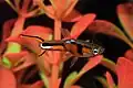 Poecilia wingei, Campoma guppy č. 28