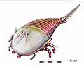 Kyjonožec Campylocephalus