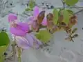 Canavalia rosea na mořské pláži