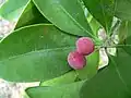 Plody kanely bílé (Canella winterana)