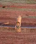Pijící dingo
