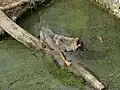 Vlk iberský (Canis lupus signatus)