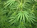 Konopí seté (Cannabis sativa)
