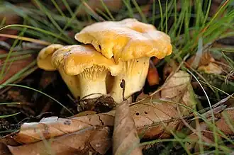 alternativní popis obrázku chybí