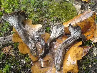 Liška šedá (Cantharellus cinereus)