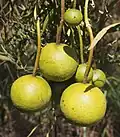 Capparis loranthifolia s plody