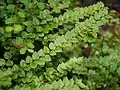 Neobvyklý drobnolistý druh Capparis rotundifolia