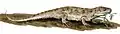 Plaz Captorhinus