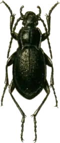 střevlík