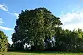 Ledvinovník Anacardium excelsum