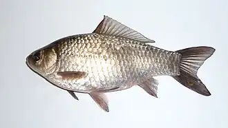 Karas stříbřitý