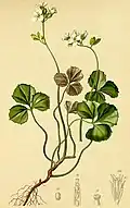 Nákres rostliny