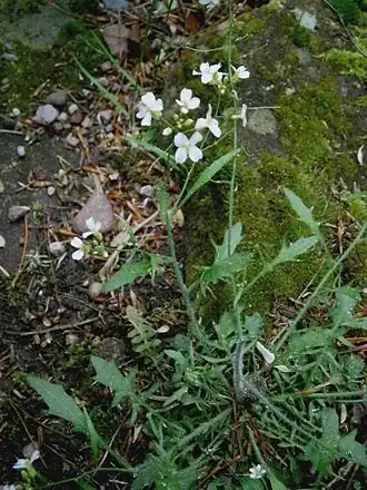 alternativní popis obrázku chybí