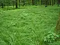 Porost ostřice třeslicovité v lese