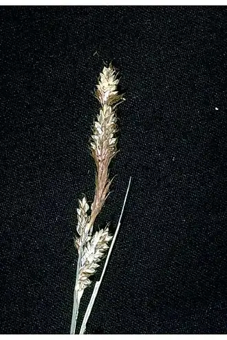 Carex baxbaumii