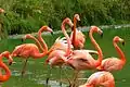 Plameňák karibský (Phoenicopterus ruber)