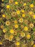 Pupava vrcholičnatá (Carlina corymbosa)