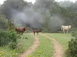 Krajina v okolí Nachal Neder