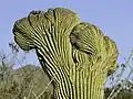 Saguaro občas vytváří kristátní formy