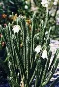 Cassiope 'Askival'