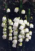Cassiope 'Edinburgh'