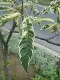 Castanea sativa 'Aureomarginata'