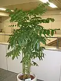 Castanospermum jako pokojová rostlina
