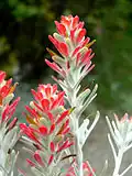 Kvetoucí kastileja Castilleja lanata
