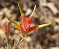 Květenství Castilleja linariifolia