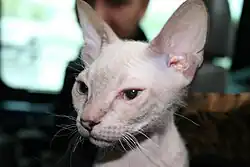 Donský sphynx
