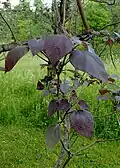 Katalpa vejčitá, kultivar 'Atropurpurea'
