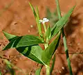 Indický druh Catharanthus pusillus